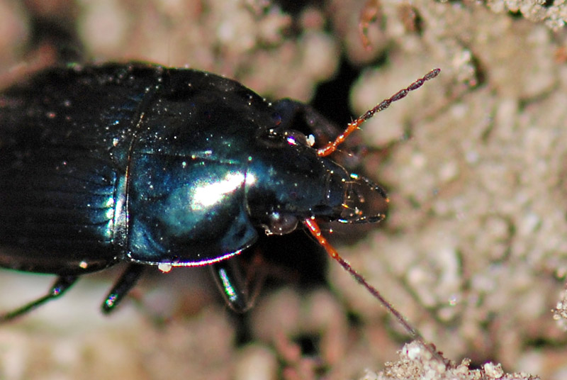 Da identificare: Amara ovata